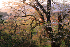島根県の桜