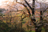 島根県の桜