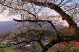 妙厳寺のおまき桜