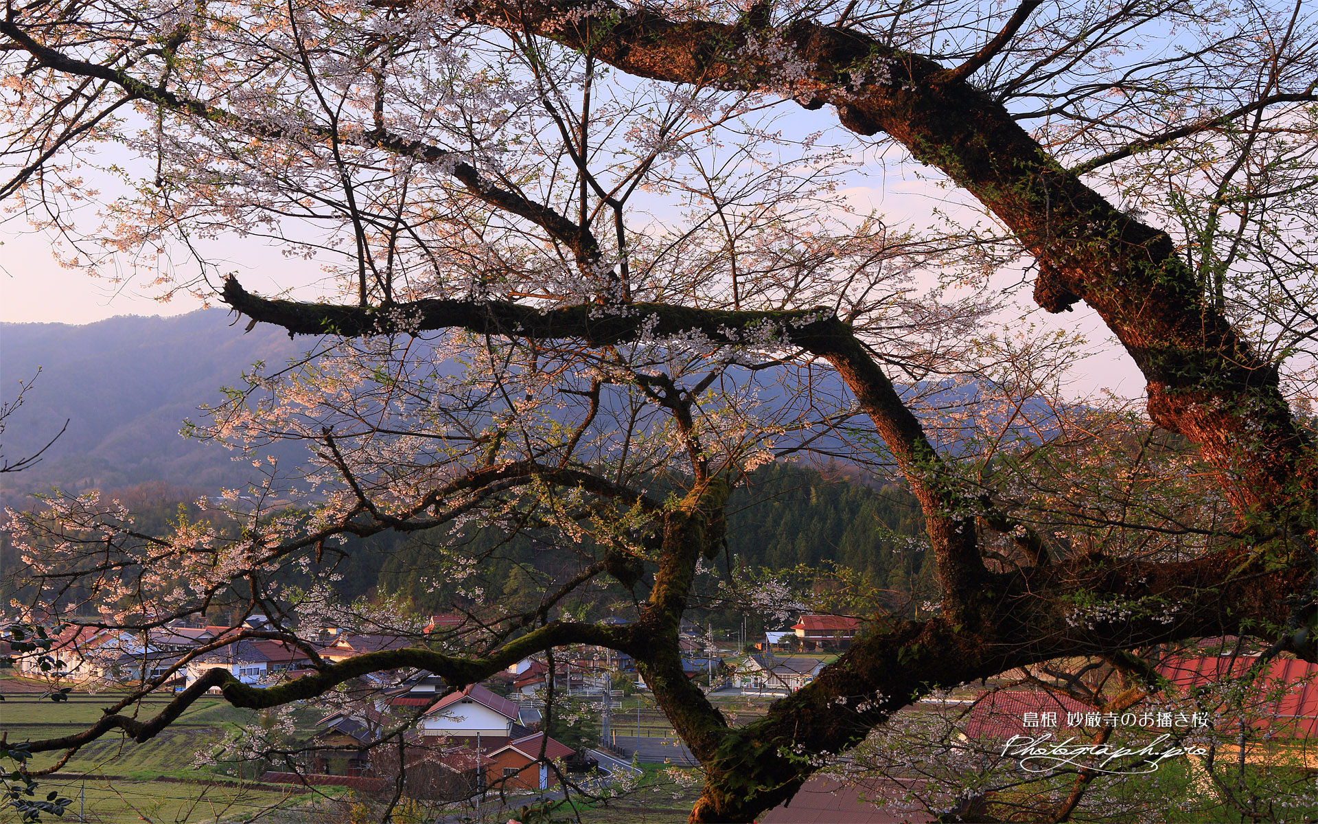 妙厳寺のおまき桜