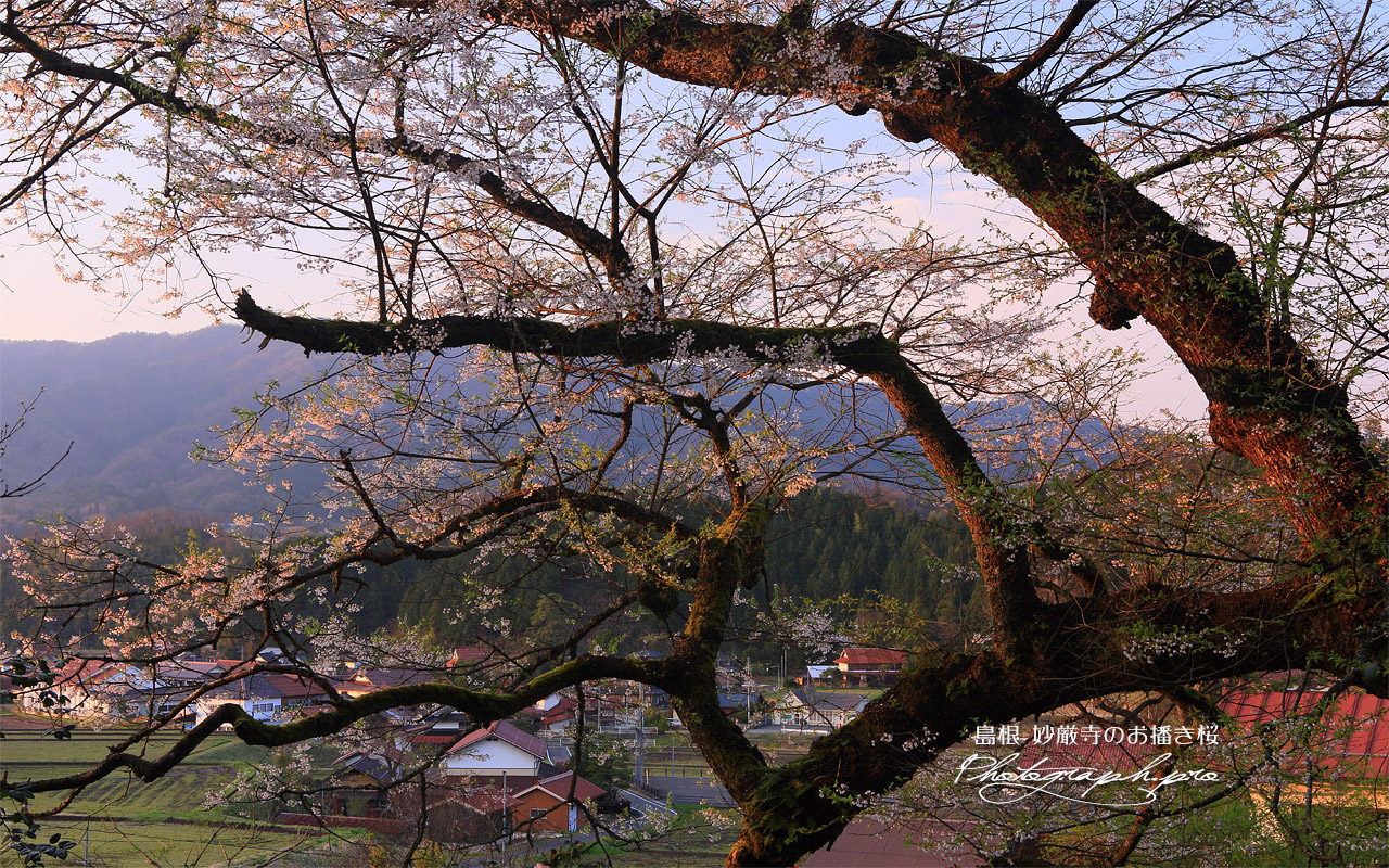 妙厳寺のおまき桜 壁紙