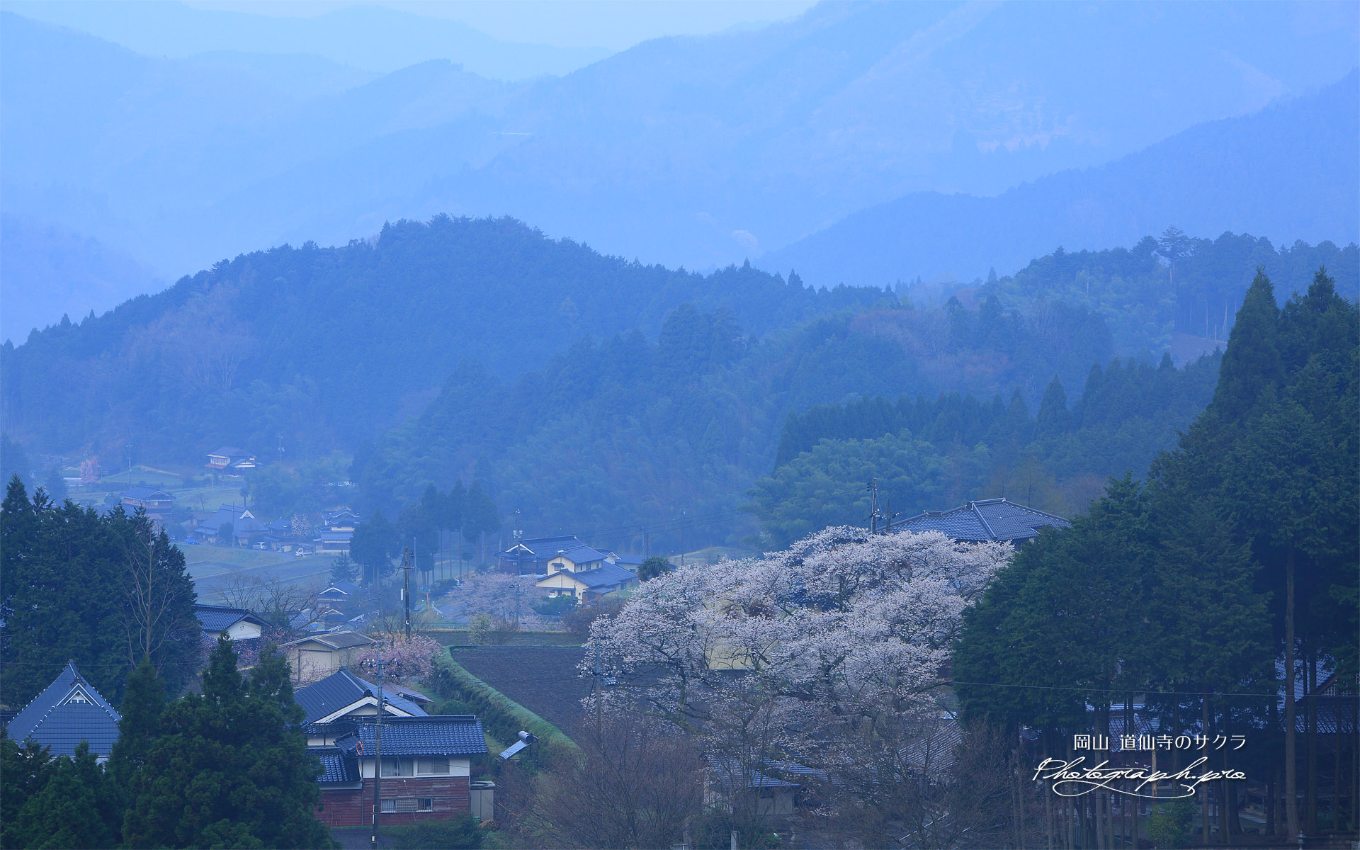 道仙寺の桜