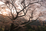 道仙寺のサクラ