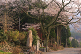 道仙寺のサクラ