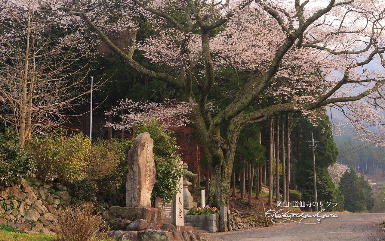 道仙寺のサクラ 壁紙