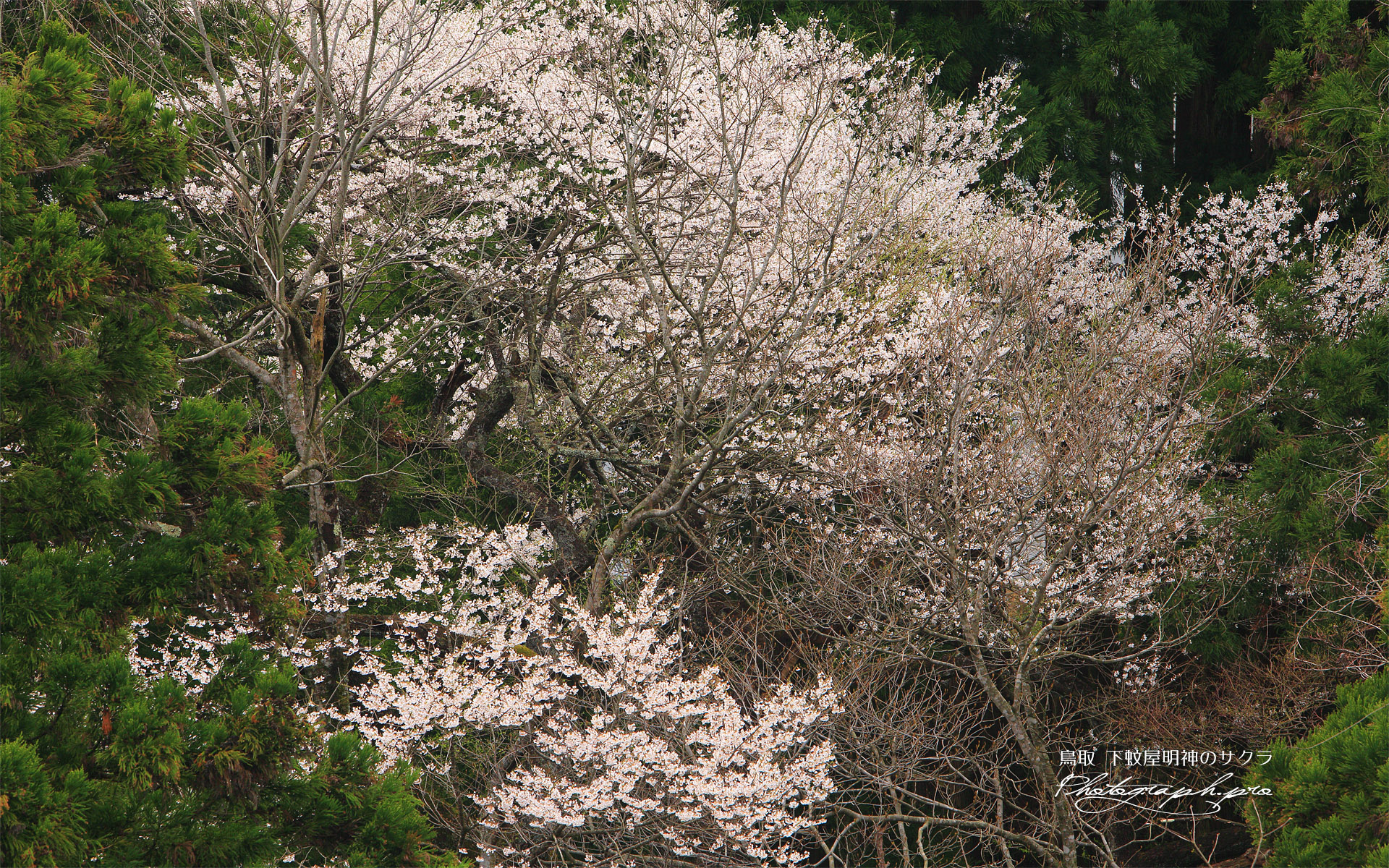 下蚊屋明神の桜