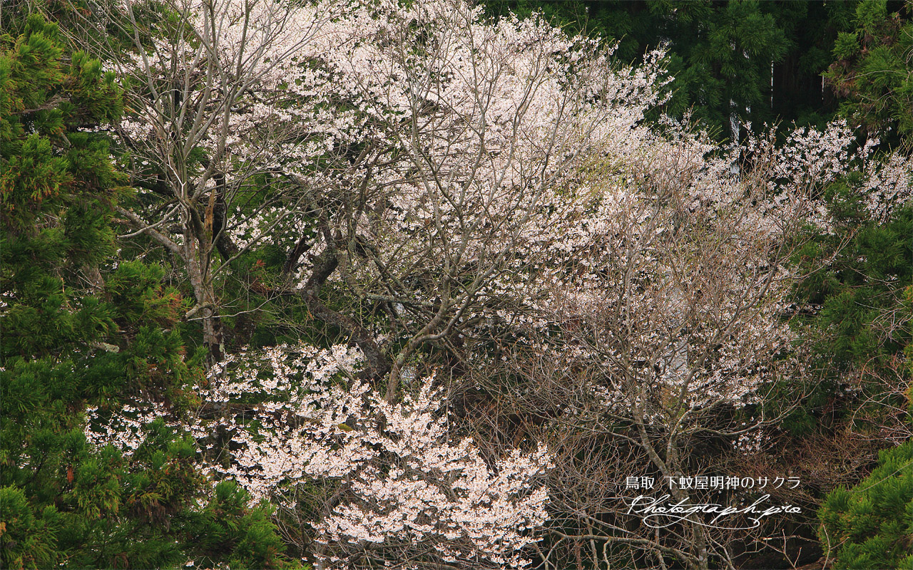 下蚊屋明神の桜 壁紙