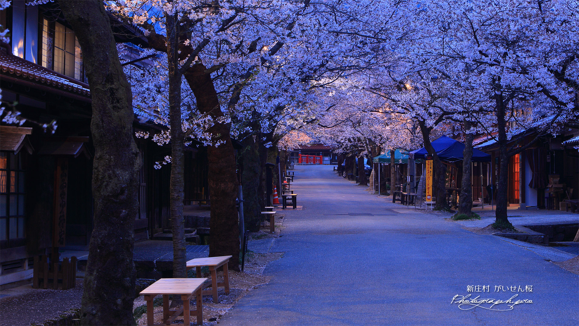 がいせん桜