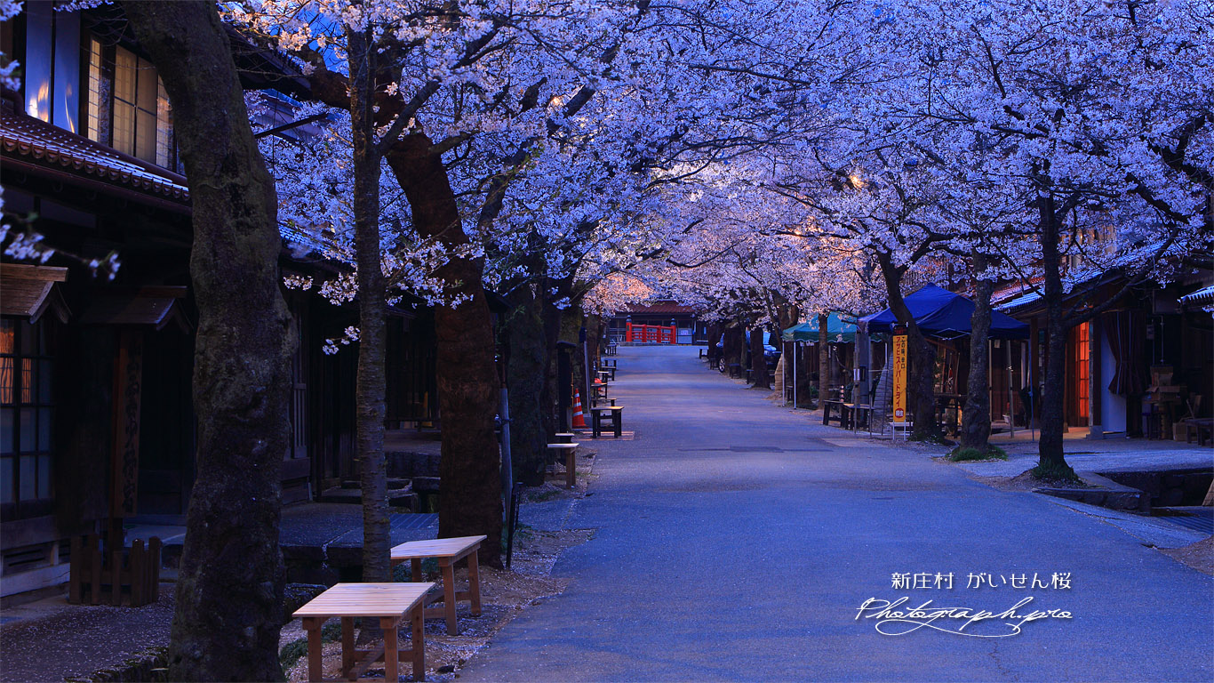 がいせん桜 壁紙