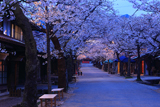 がいせん桜