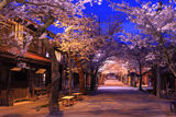 がいせん桜