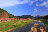 新庄村 しだれ桜通り