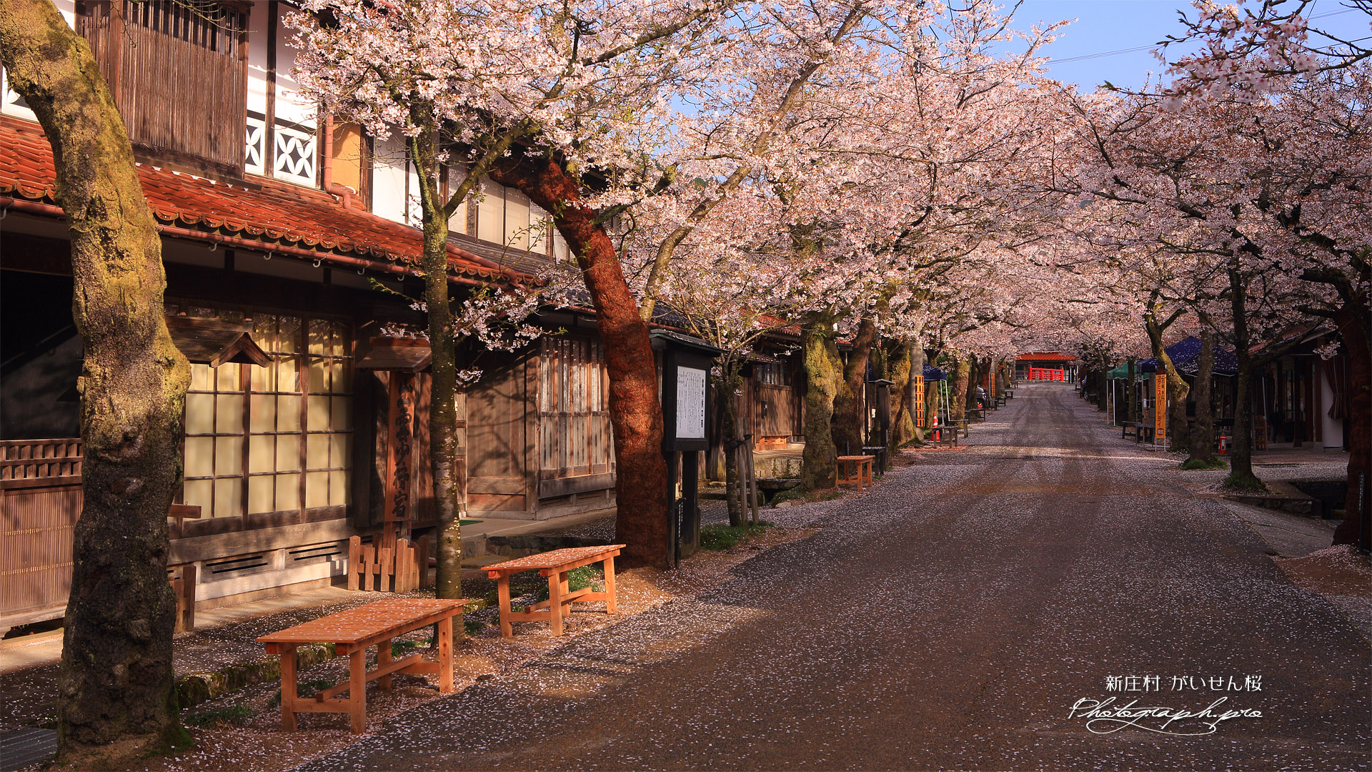 がいせん桜通り