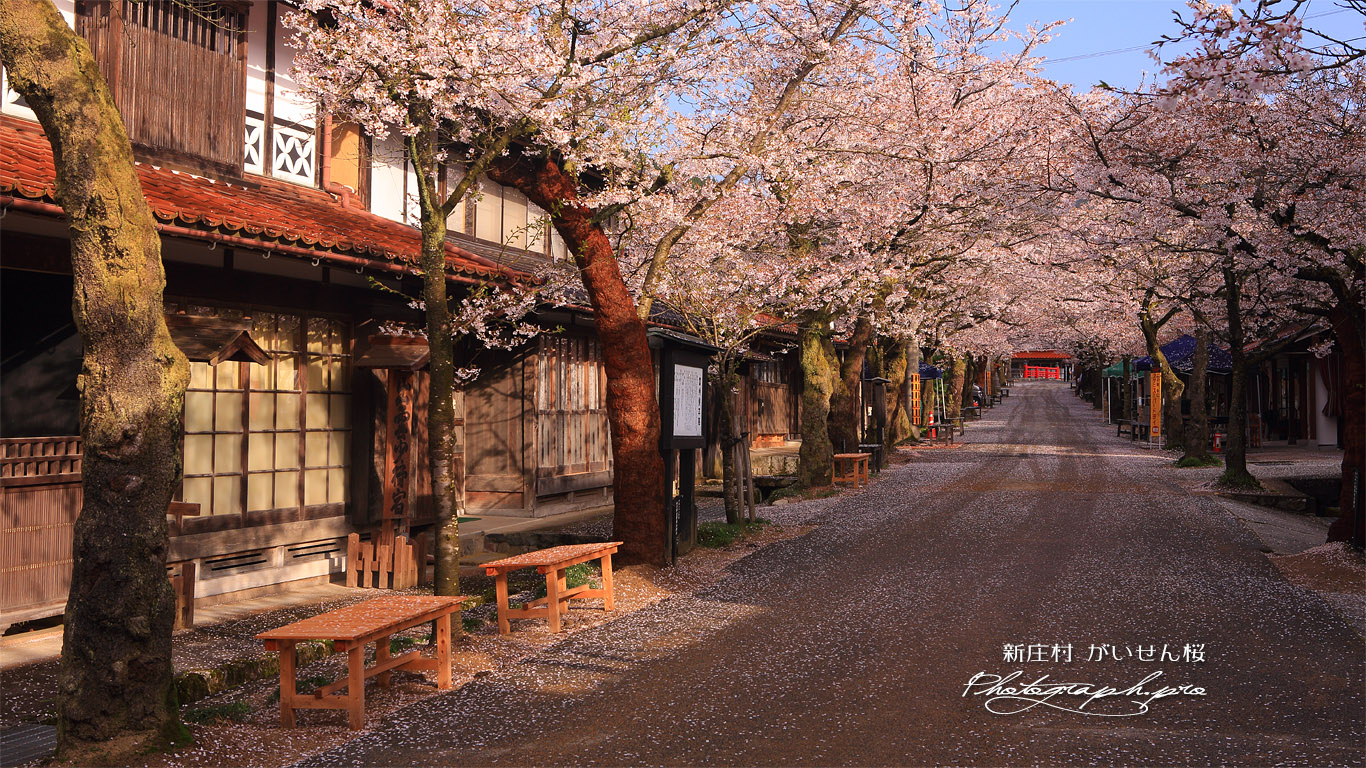 がいせん桜通り 壁紙