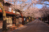 がいせん桜