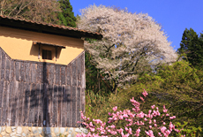 出雲瀧のサクラ