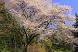 出雲瀧の桜