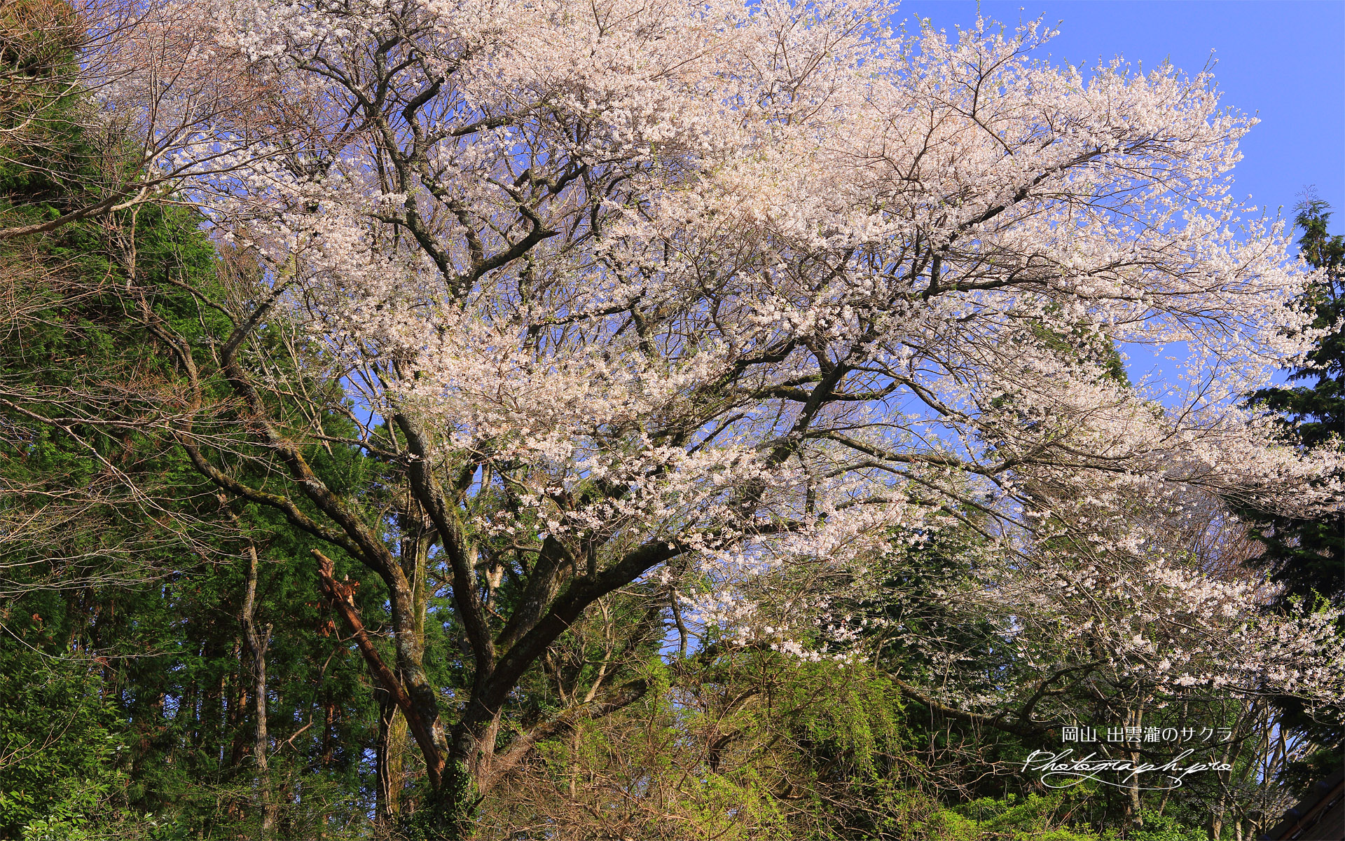 出雲瀧の桜