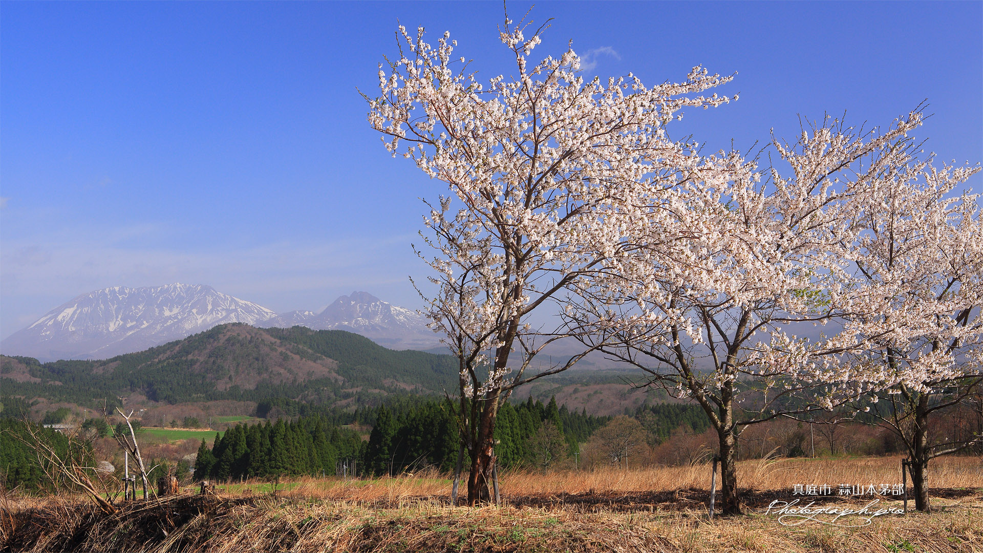 蒜山の桜