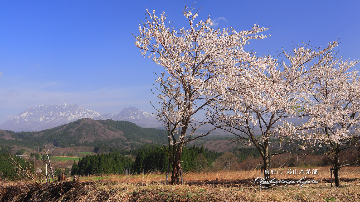 蒜山の桜 壁紙