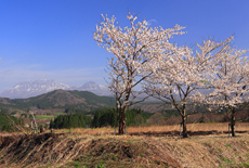 蒜山の桜