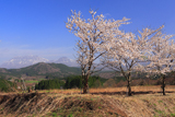 蒜山の桜