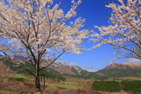 蒜山の桜