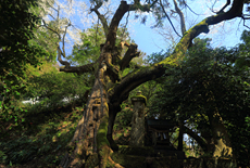 下蚊屋明神のサクラ