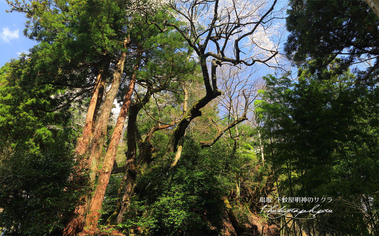 下蚊屋明神のサクラ 壁紙