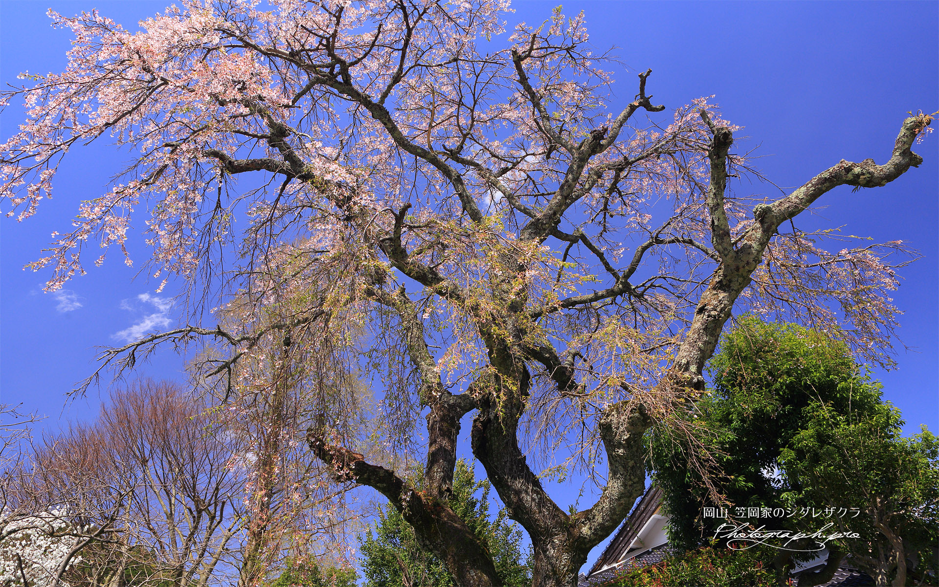 笠岡家のしだれ桜