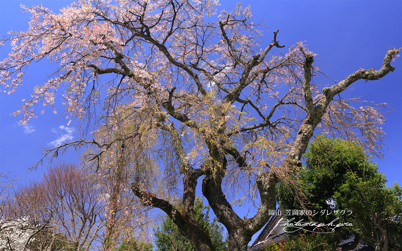 笠岡家のしだれ桜 壁紙