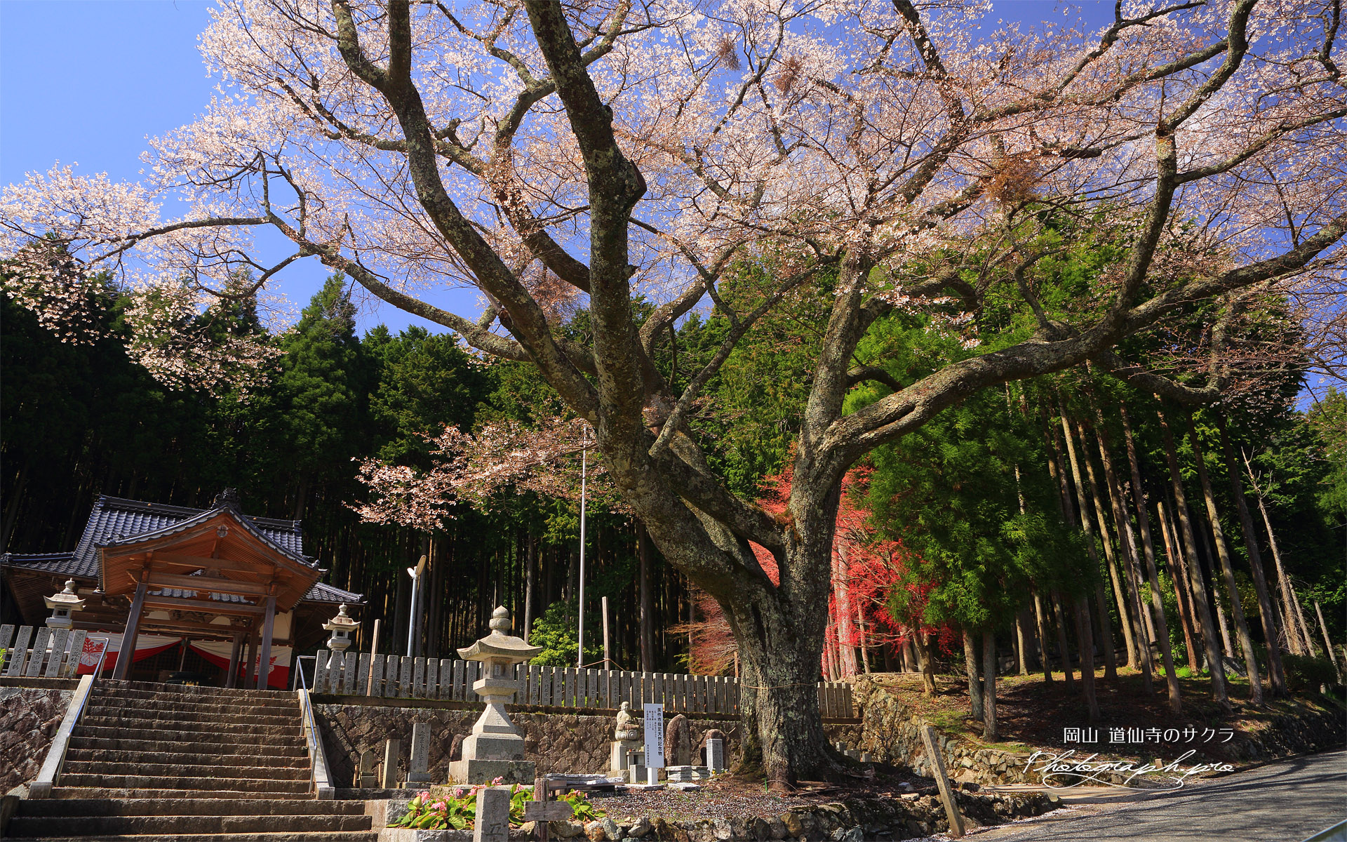 護摩堂桜