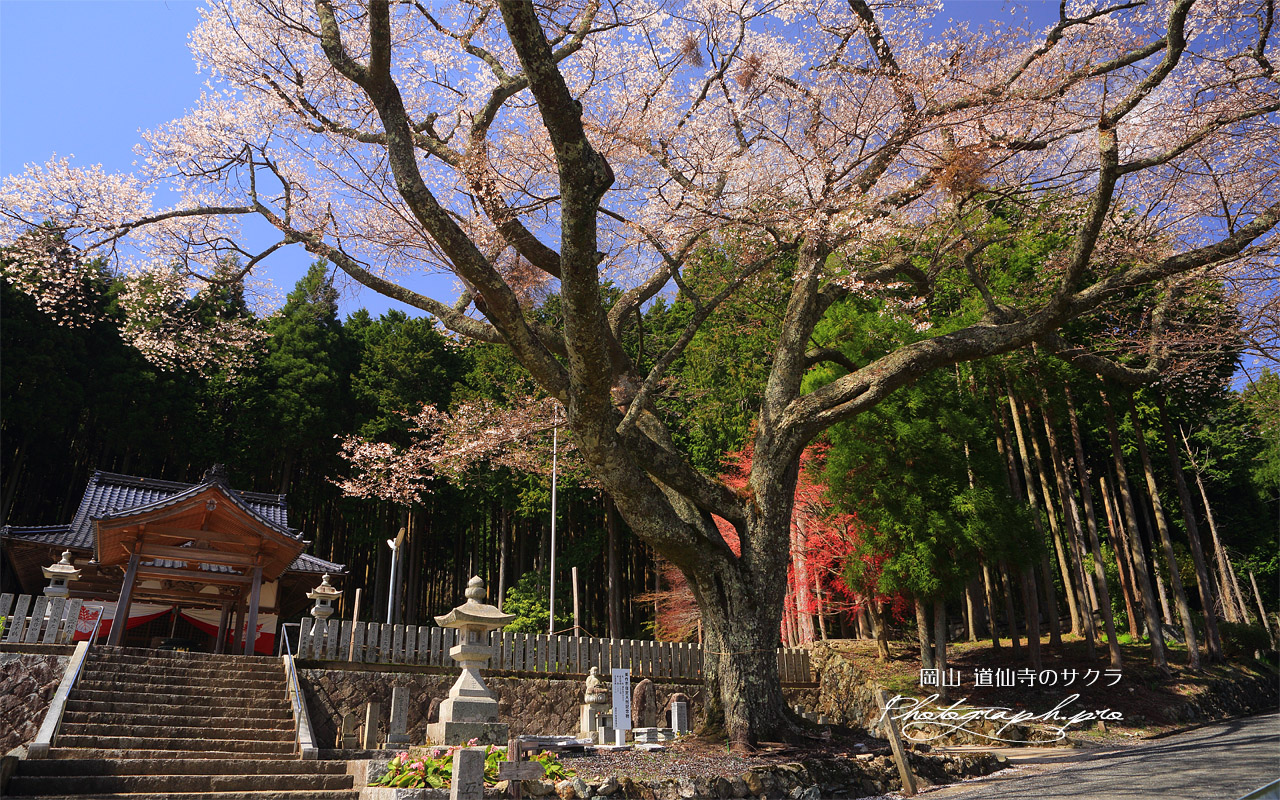 護摩堂桜 壁紙