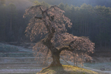 長沢のしだれ桜