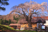 地久院のしだれ桜