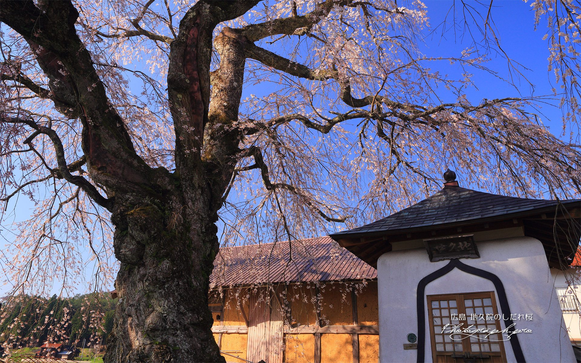 地久院のしだれ桜