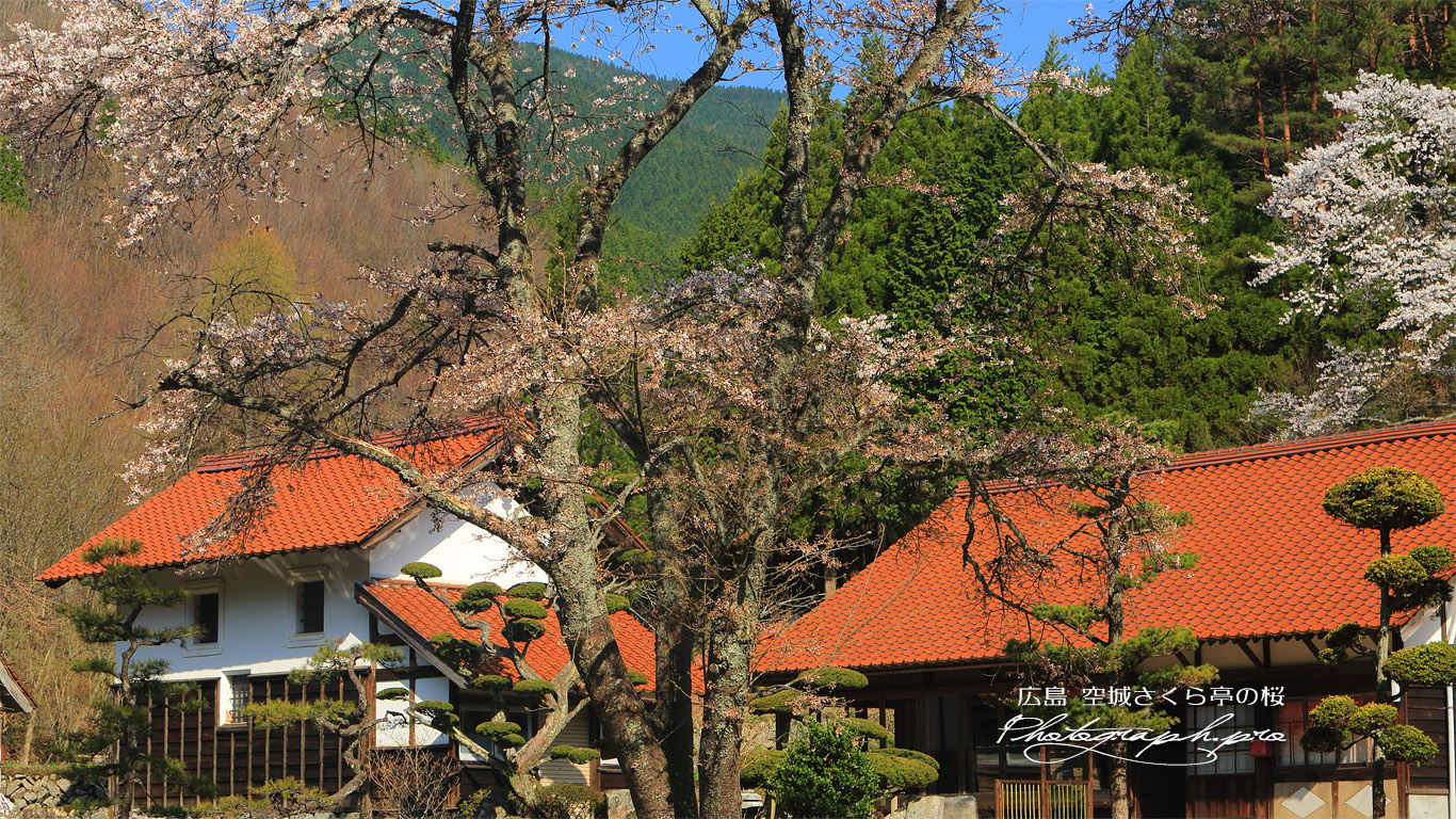 空城さくら亭の桜 壁紙