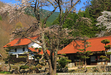 空城さくら亭の桜