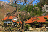 空城さくら亭の桜