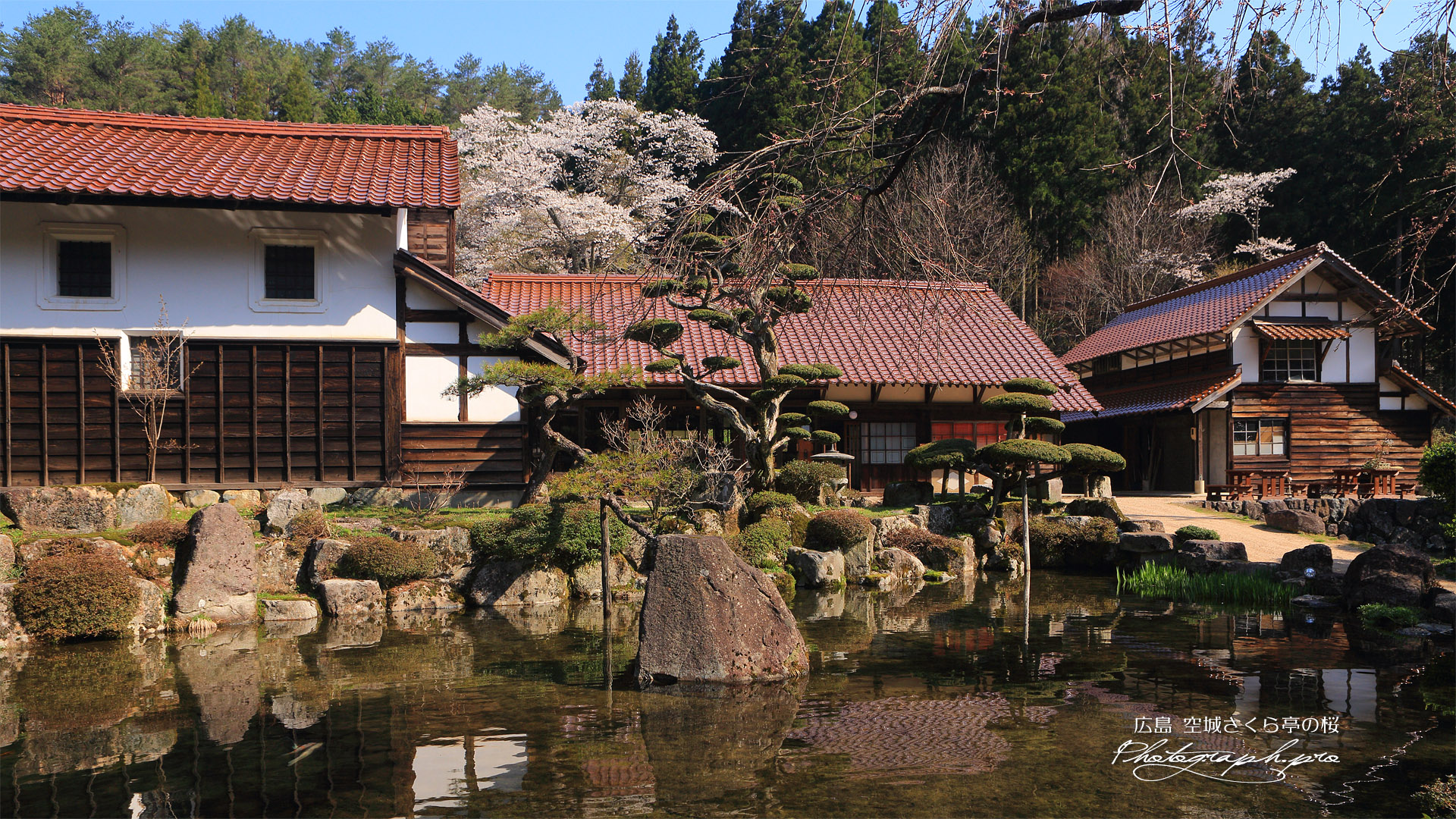 河野邸の桜