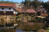 河野邸の桜