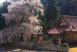 橋山大歳神社のしだれ桜