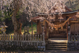 橋山大歳神社のしだれ桜
