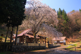 橋山大年神社のしだれ桜
