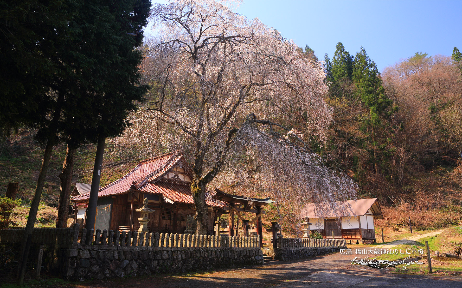 橋山大歳神社のしだれ桜