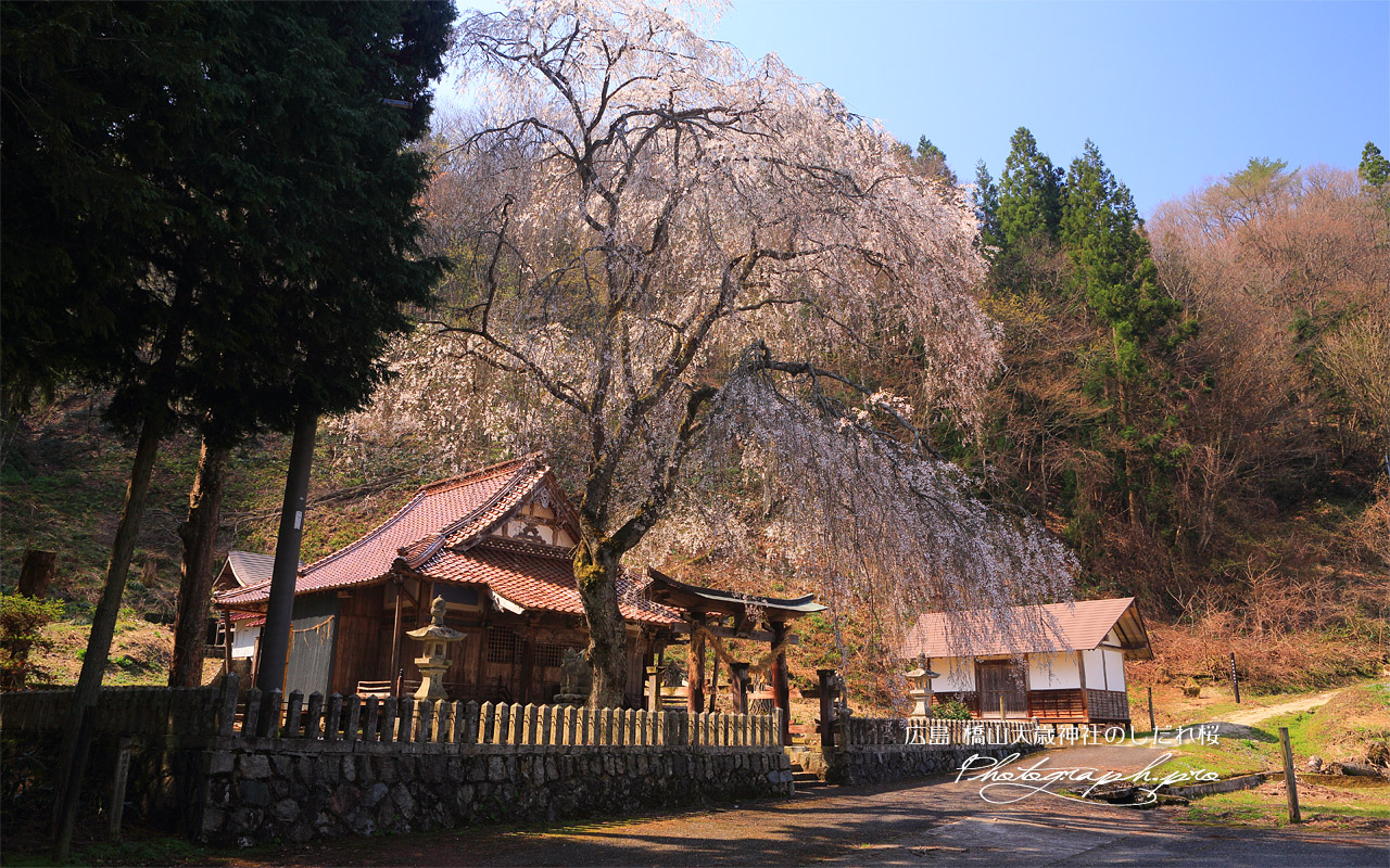 橋山大歳神社のしだれ桜 壁紙