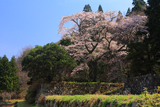 石橋正光屋敷跡の桜