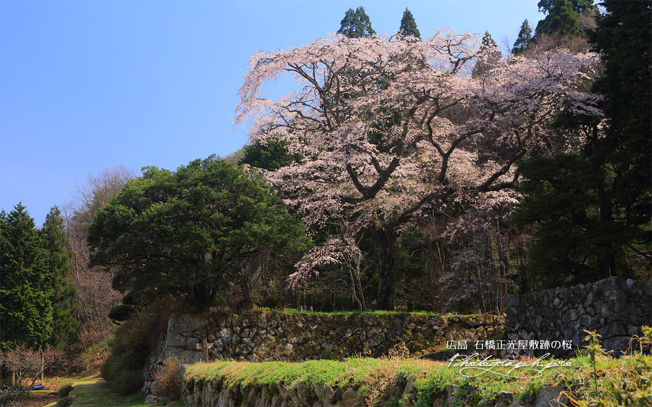 石橋正光屋敷跡の桜 壁紙