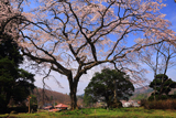 石橋正光屋敷跡の桜