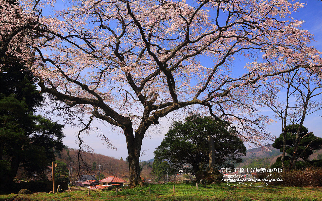 石橋正光屋敷跡の桜 壁紙
